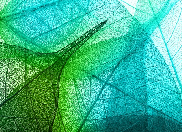 Macro leaves background texture